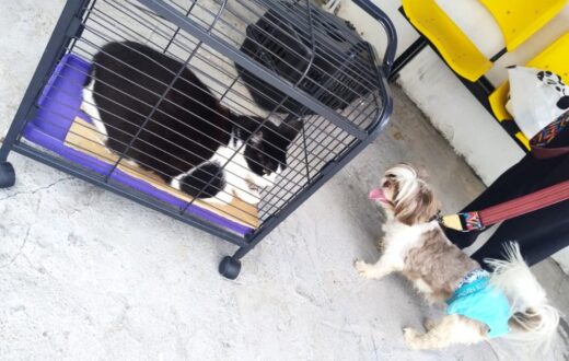 Animais fora das condições de vacinação poderão receber dose depois no CCZ de Manaus