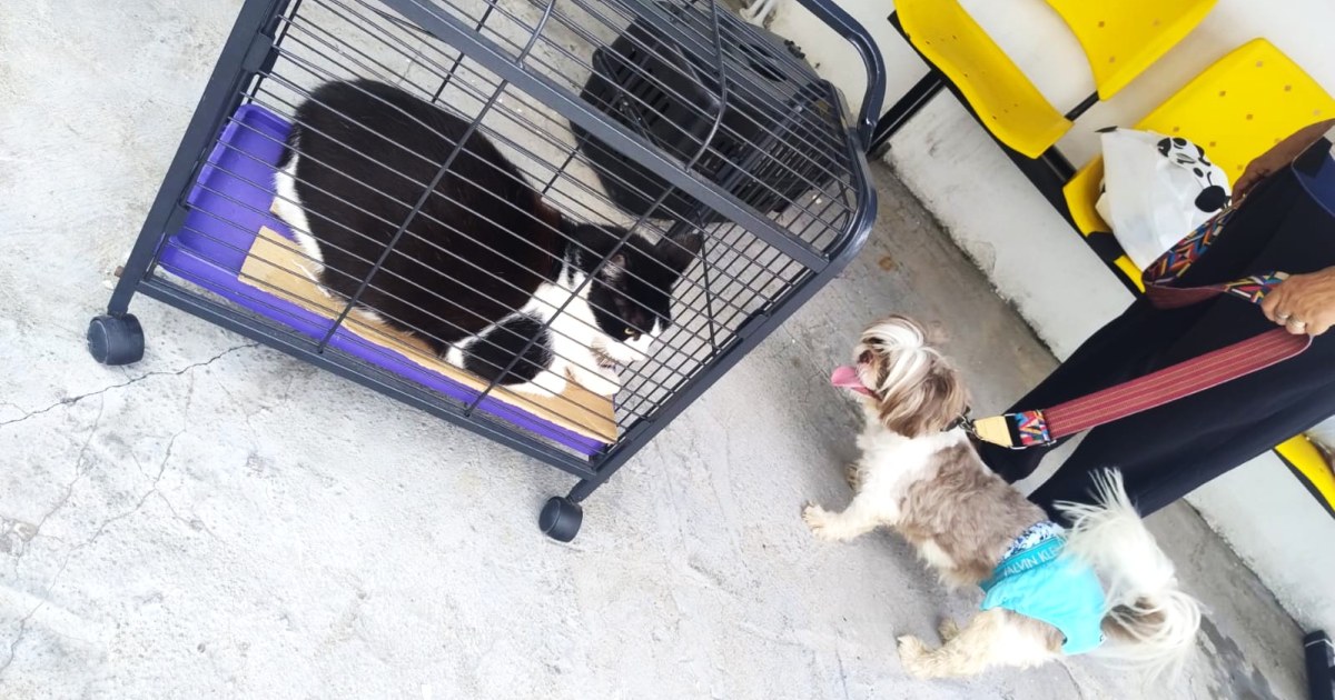 Animais fora das condições de vacinação poderão receber dose depois no CCZ de Manaus