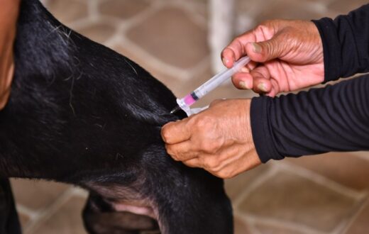 Veja quem pode receber a vacina antirrábica e como levar cães e gatos em Manaus