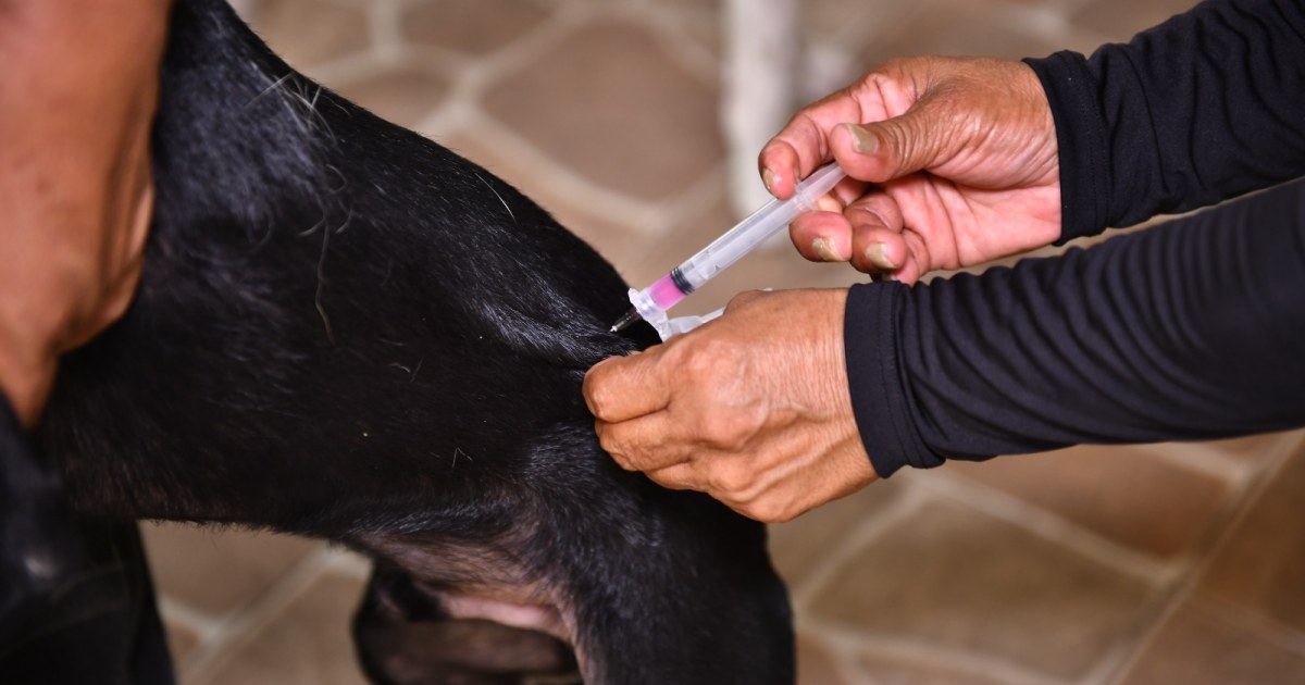 Veja quem pode receber a vacina antirrábica e como levar cães e gatos em Manaus